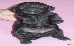 Yorkiepoo dogs for sale: Pepper - Image 1