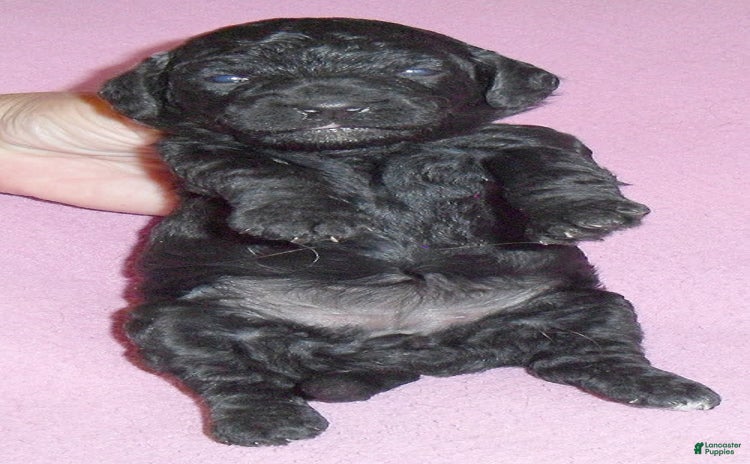 Yorkiepoo dogs for sale - Ad 5