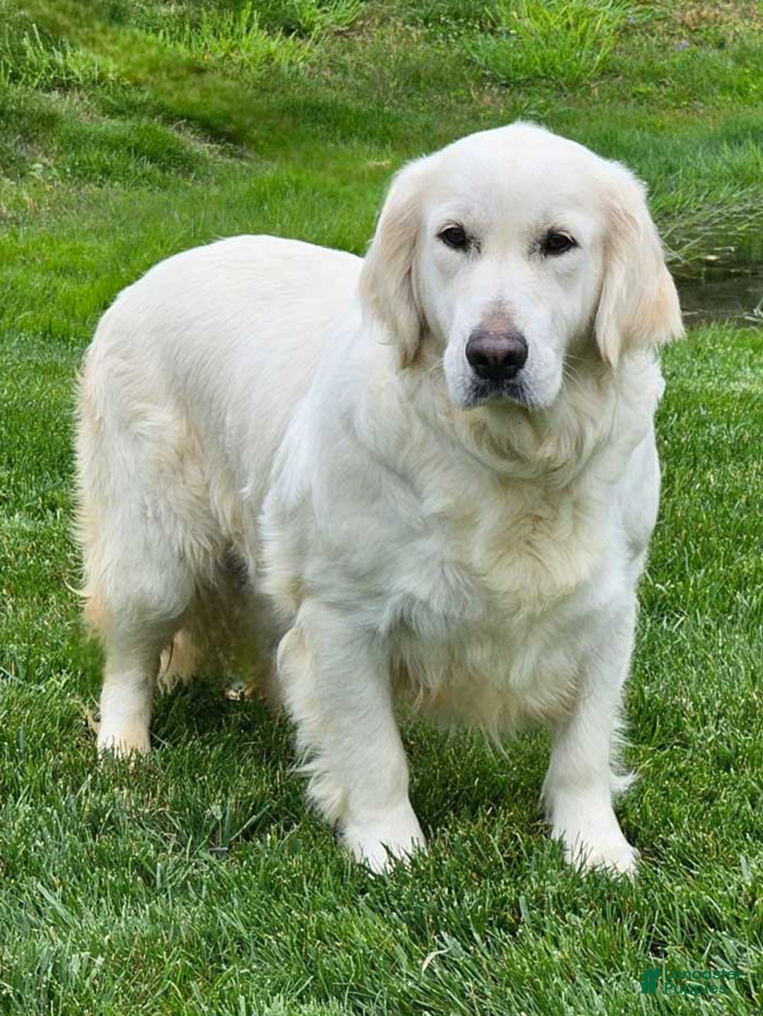 Goberian dogs for sale: Greta - Image 5