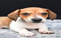 Miniature Dachshund dogs for sale: Jip - Image 4