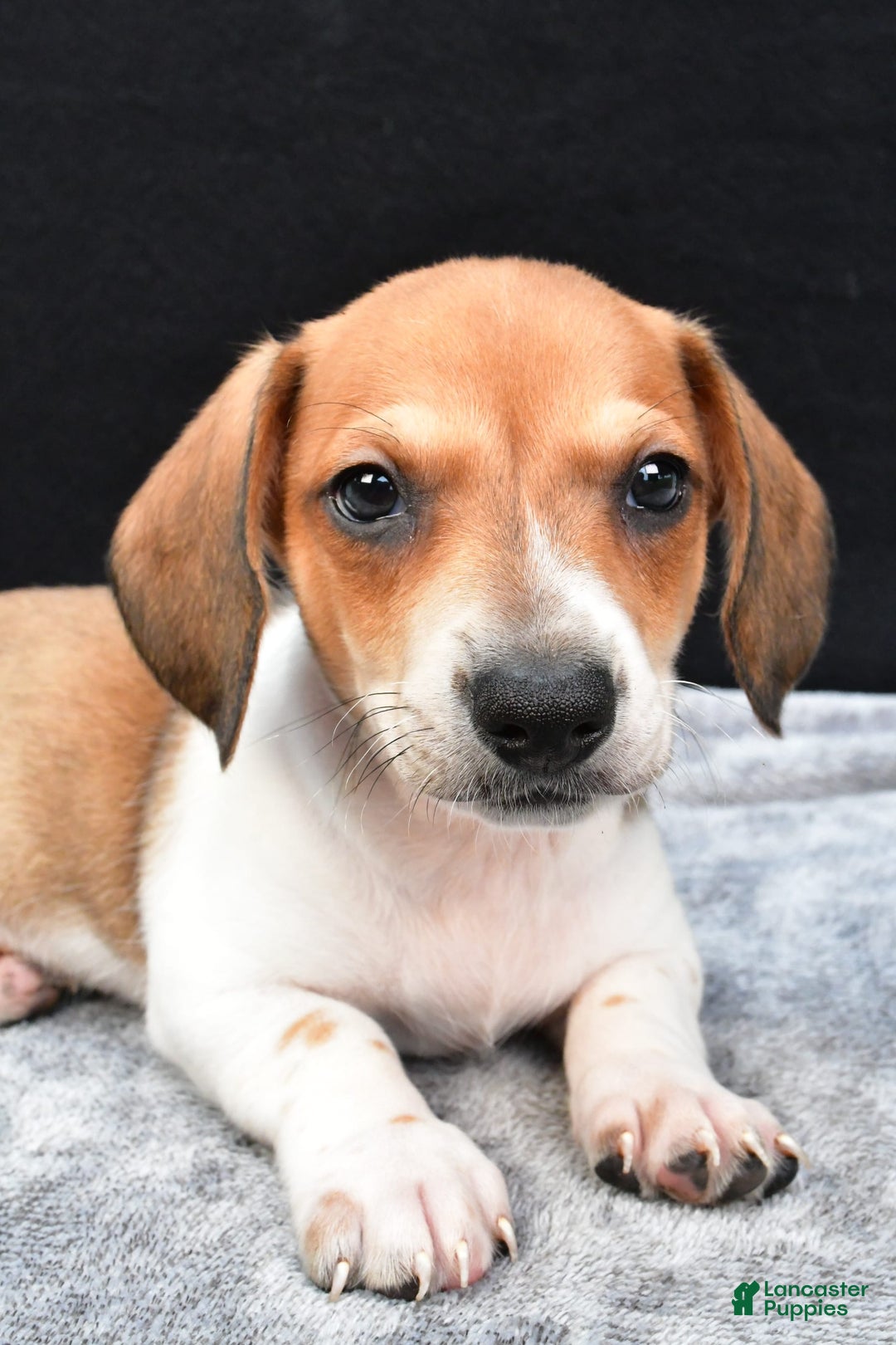 Miniature Dachshund dogs for sale: Jip - Image 4