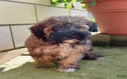 Shihpoo dogs for sale: Lizzy - Image 3