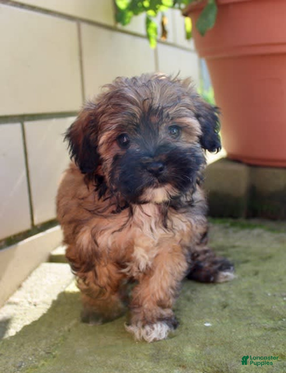 Shihpoo dogs for sale: Lizzy - Image 3
