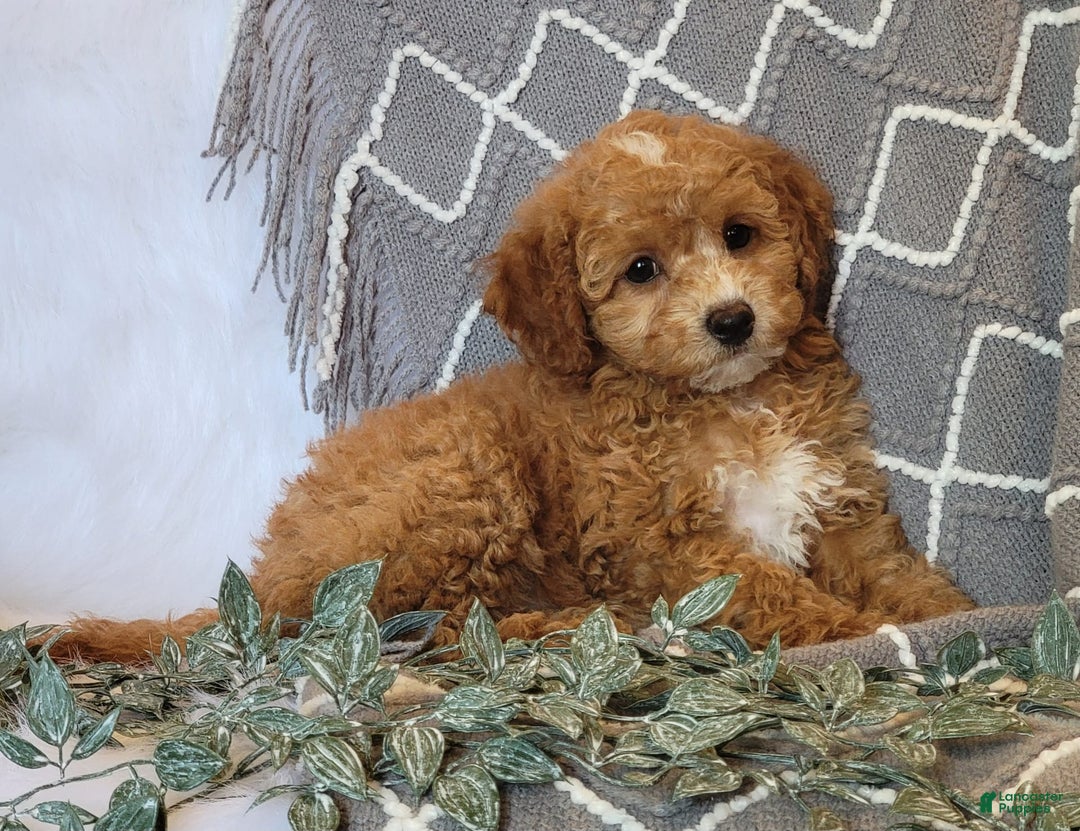 Cockapoo dogs for sale: Kate - Image 5