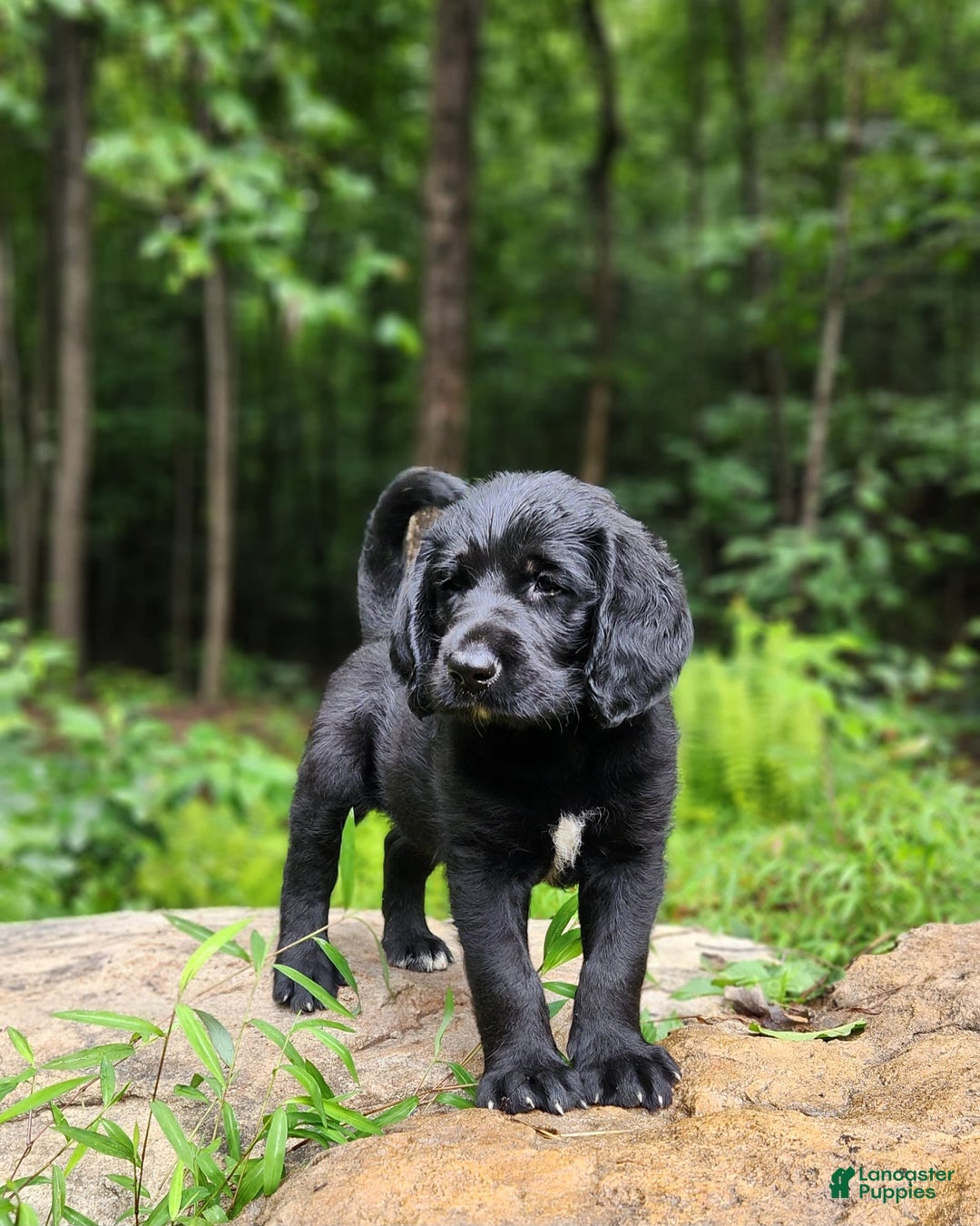 Labradoodle dogs for sale: Madoc - Image 5