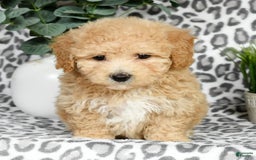 Bichpoo dogs for sale: Nellie - Image 10