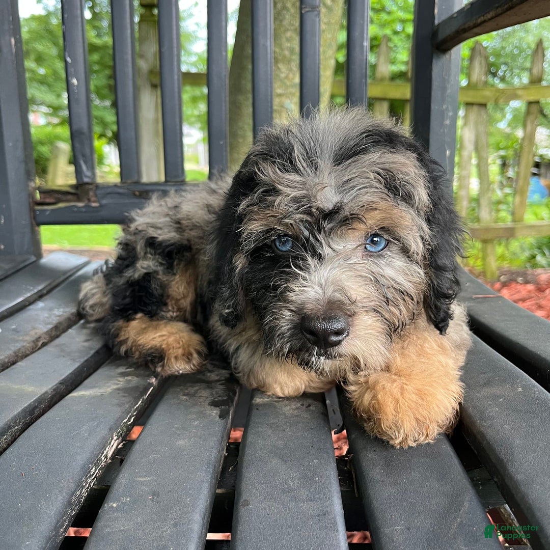 Mini Aussiedoodle dogs for sale: Canary - Image 30