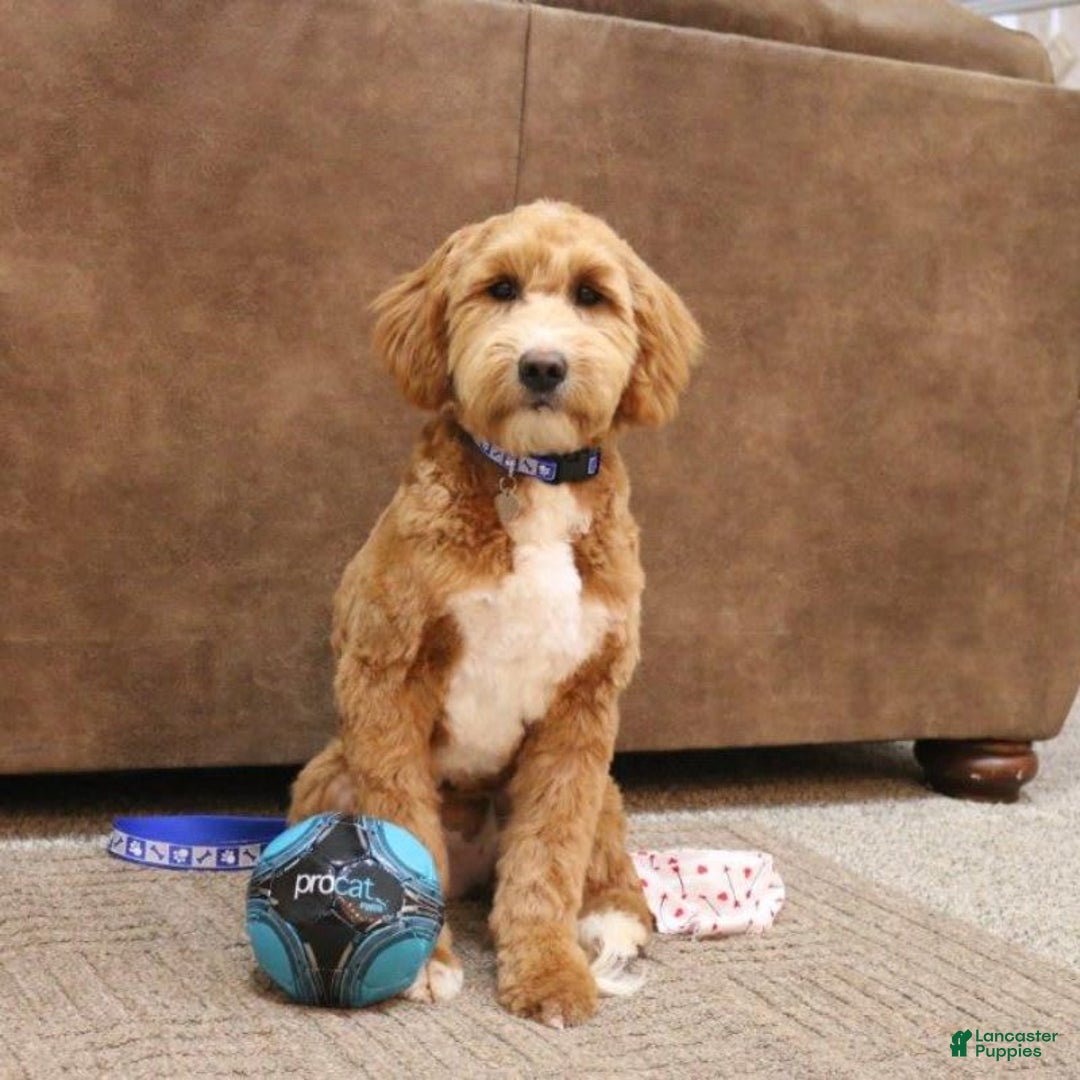 Mini Goldendoodle dogs for sale: Melanie Mini F1b - Image 10