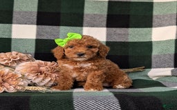 Miniature Poodle dogs for sale: Harmony - Image 4