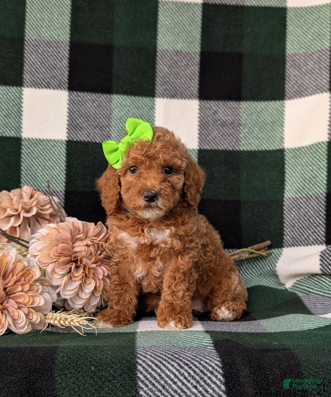 Miniature Poodle dogs for sale: Harmony - Image 4