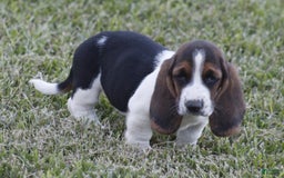Basset Hound dogs for sale: Deb - Image 6