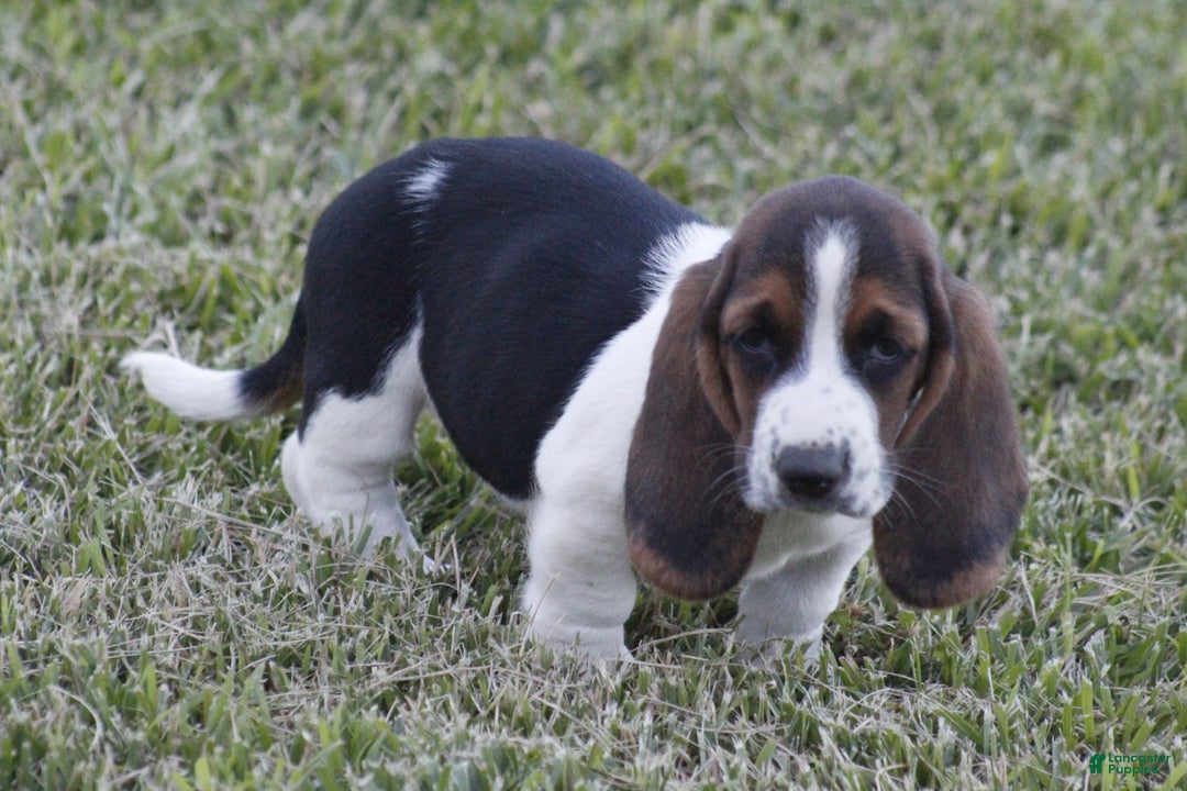 Basset Hound dogs for sale: Deb - Image 6