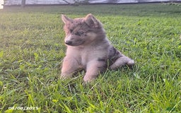 Gerberian Shepsky dogs for sale: Wolf - Image 2