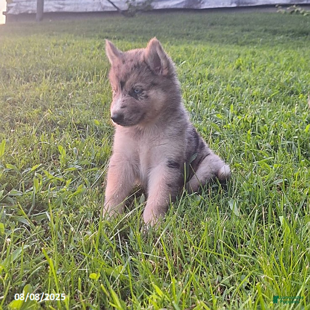Gerberian Shepsky dogs for sale: Wolf - Image 2