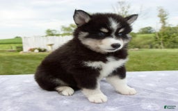 Pomsky dogs for sale: Ben - Image 5