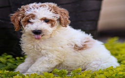 Standard Poodle dogs for sale: Rail - Image 9