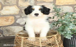 Mini Bernedoodle dogs for sale: Mini Bernedoodle 4 puppies - Image 16