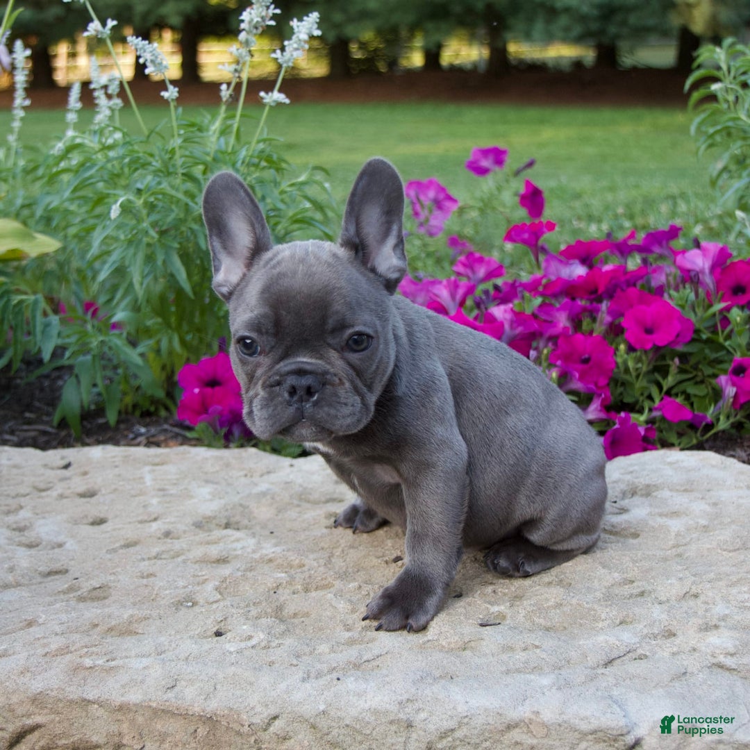 French Bulldog dogs for sale: Winton - Image 6