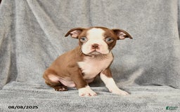 Boston Terrier dogs for sale: Moe - Image 4