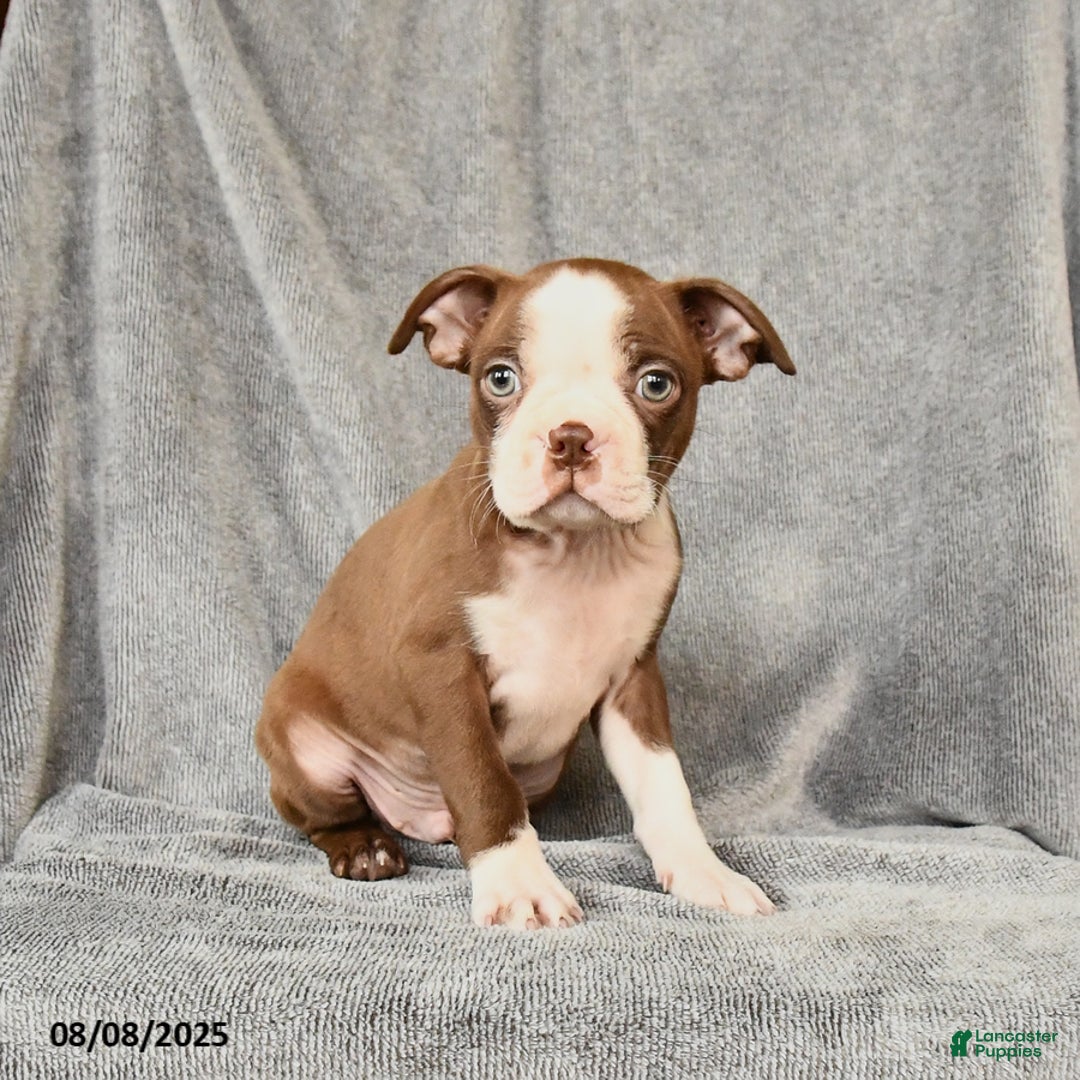 Boston Terrier dogs for sale: Moe - Image 4