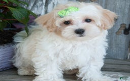 Maltipoo dogs for sale: Audrey - Image 3