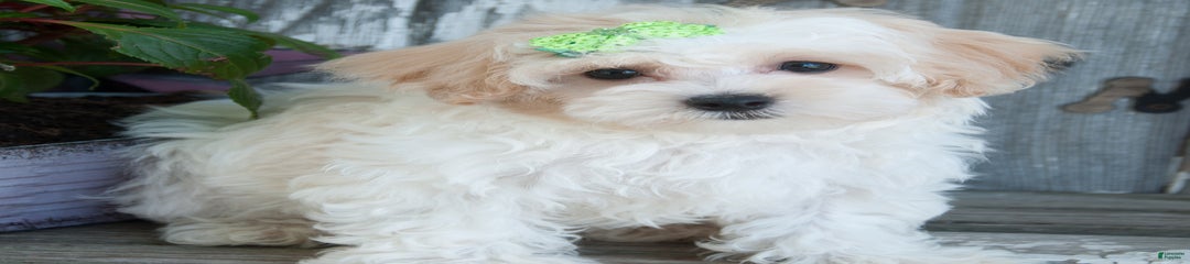 Audrey