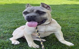 Cane Corso dogs for sale: Georgia - Image 44