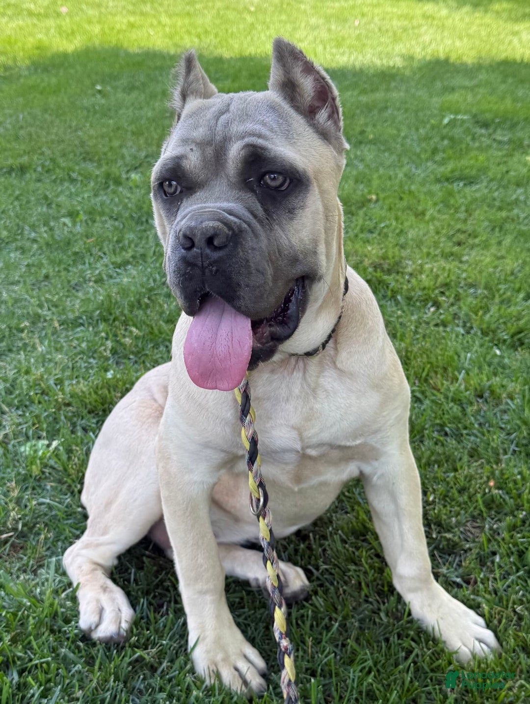Cane Corso dogs for sale: Georgia - Image 44