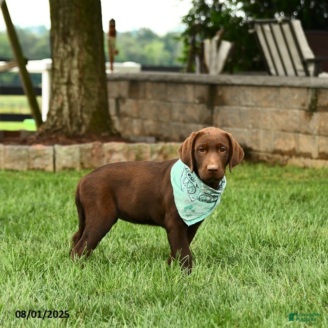 Labrador Retriever dogs for sale: Whimsy - Image 2
