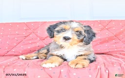 Miniature Bernese Mountain Dog dogs for sale: Leo - Image 3