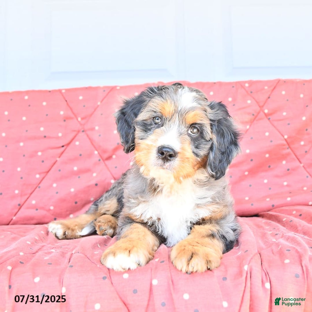 Miniature Bernese Mountain Dog dogs for sale: Leo - Image 3
