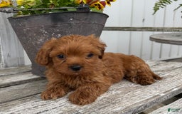 Cavapoo dogs for sale: Peyton - Image 4