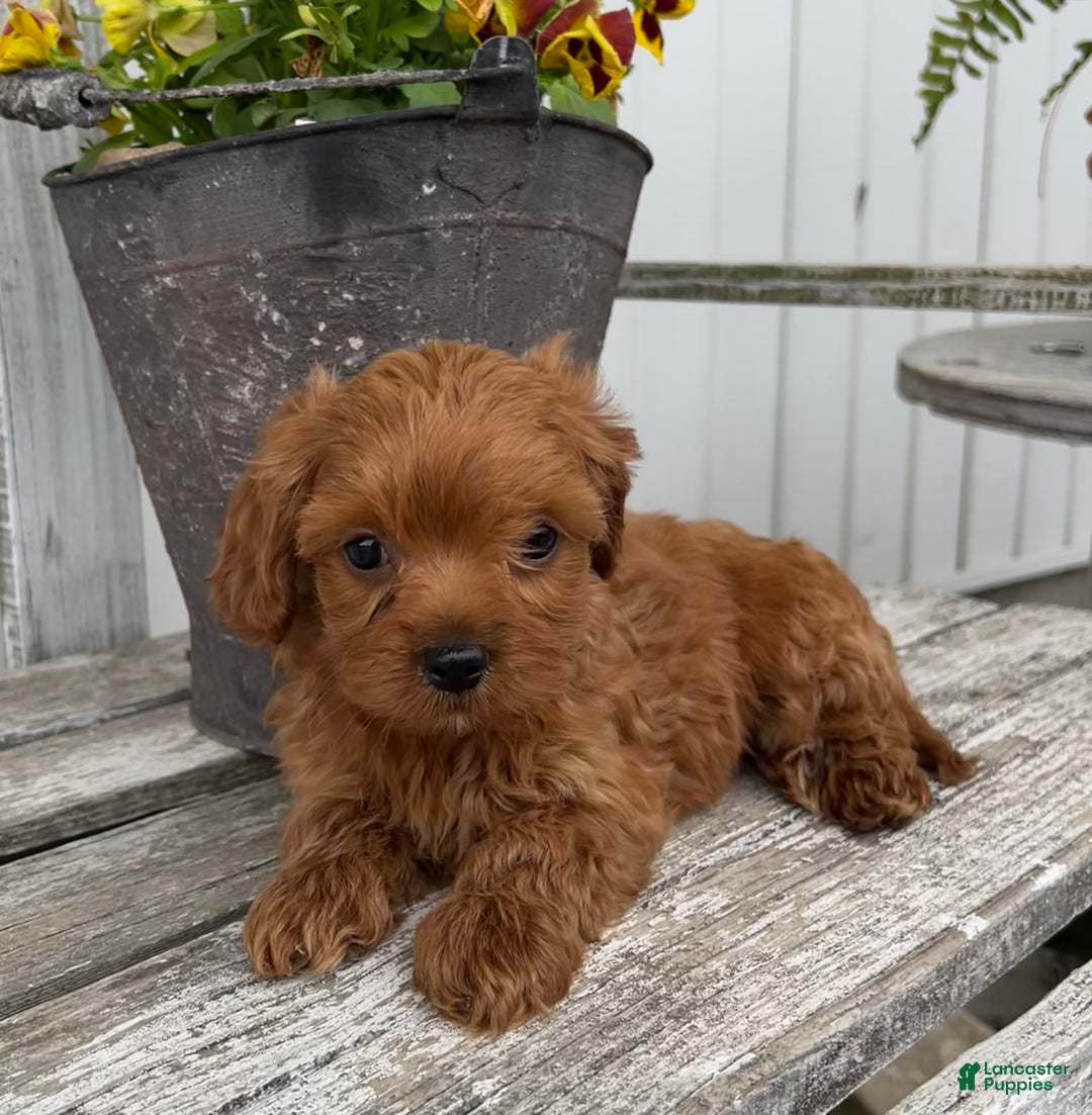 Cavapoo dogs for sale: Peyton - Image 4