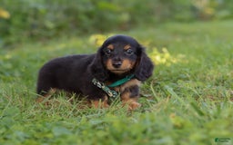 Miniature Dachshund dogs for sale: Scott - Image 6