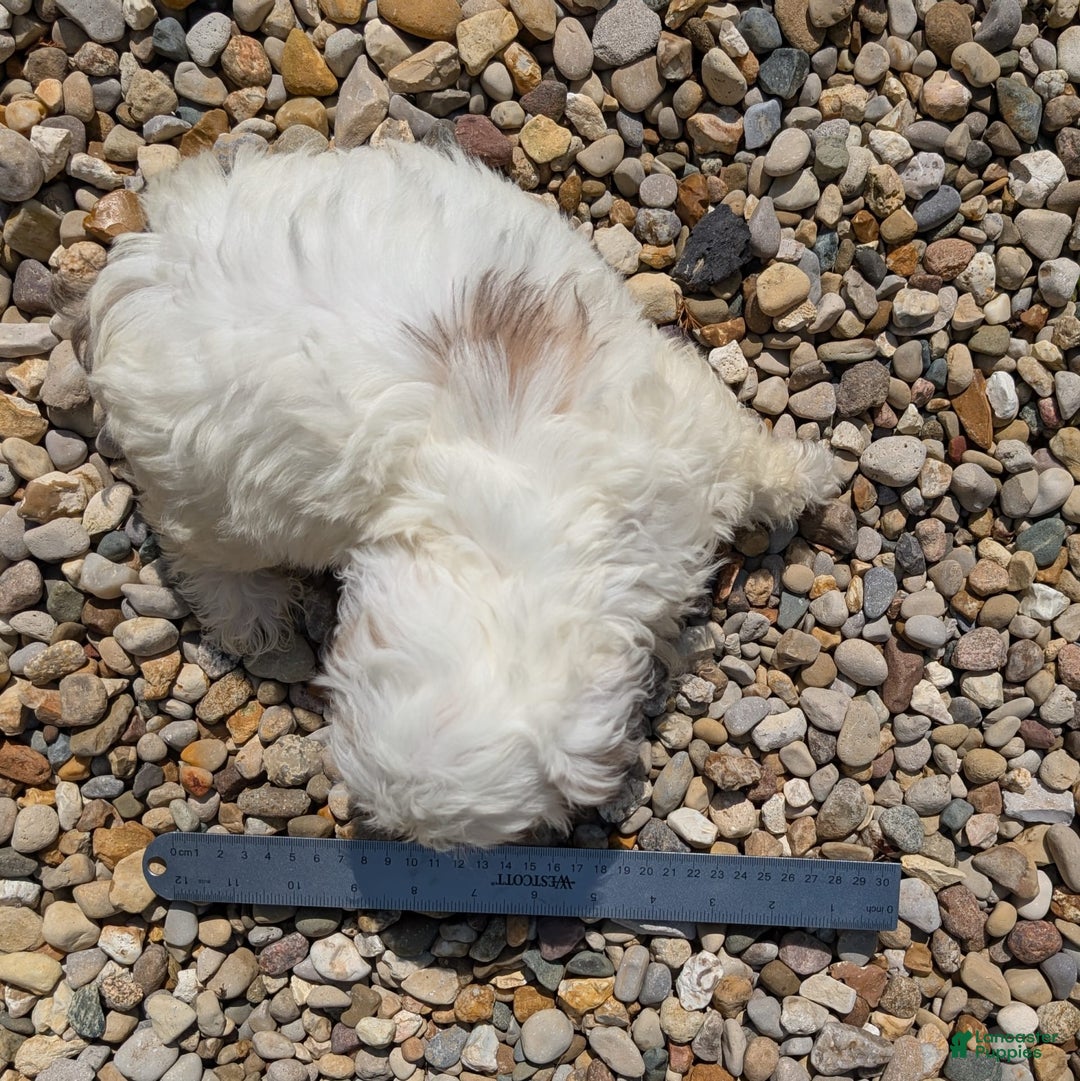 Teddy Bear dogs for sale: Cotton - Image 2