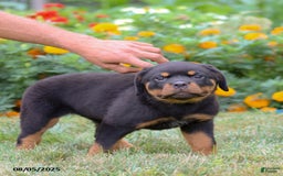 Rottweiler dogs for sale: Lacey - Image 3