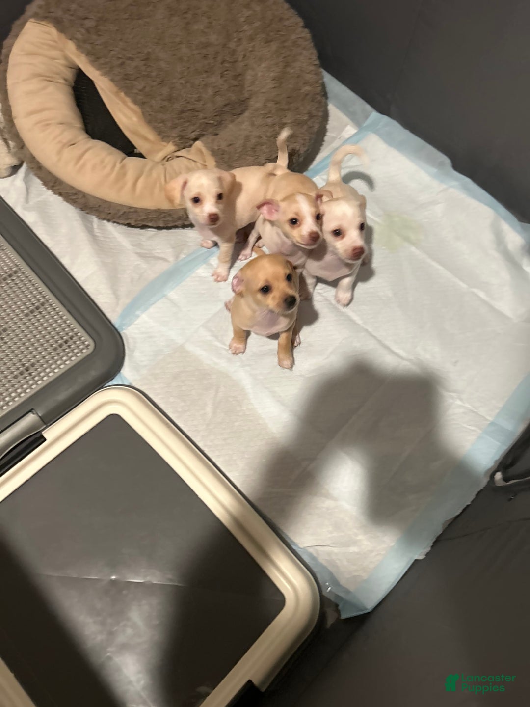 Chihuahua dogs for sale: Rambo - Image 3