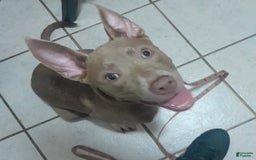 American Pit Bull Terrier dogs for sale: Lady - Image 1