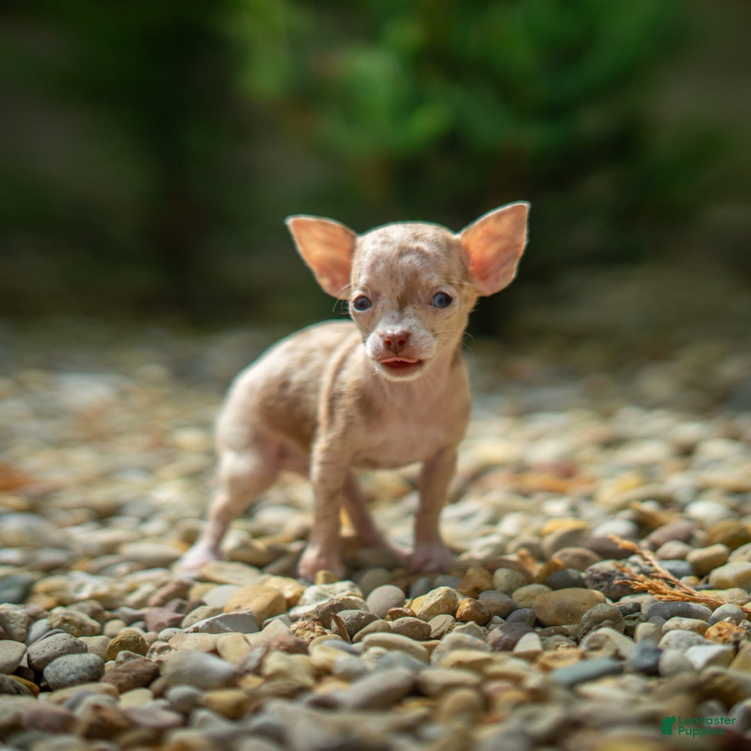Chihuahua dogs for sale: Sweat Pea - Image 9