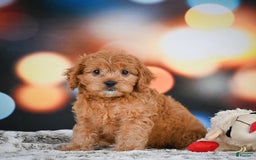 Cavapoo dogs for sale: Lance - Image 11
