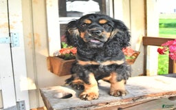 Cocker Spaniel dogs for sale: Banjo - Image 37