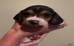 Walker Hound dogs for sale: Red - Image 3