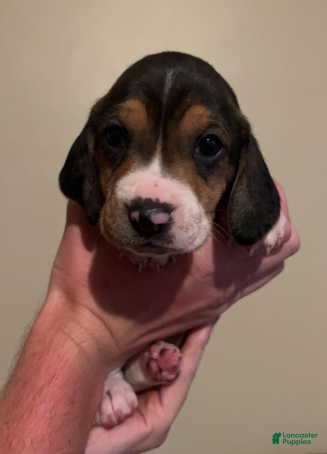 Walker Hound dogs for sale: Red - Image 3