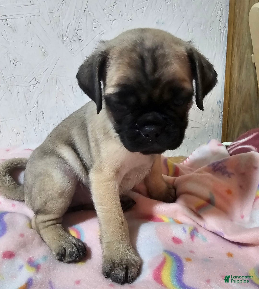 Pug dogs for sale: Candy - Image 7