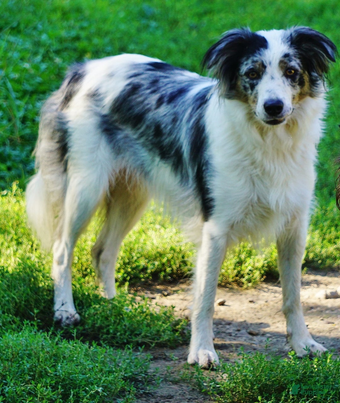 Border Collie dogs for sale: Roman - Image 5