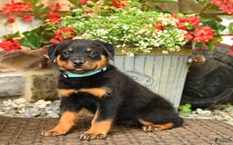 Rottweiler dogs for sale: Rottweiler 8 puppies - Image 12