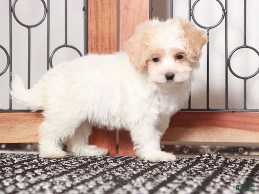 Maltipoo dogs for sale: Meadow - Image 2