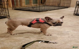French Bulldog dogs for sale: Black Adam - Image 9