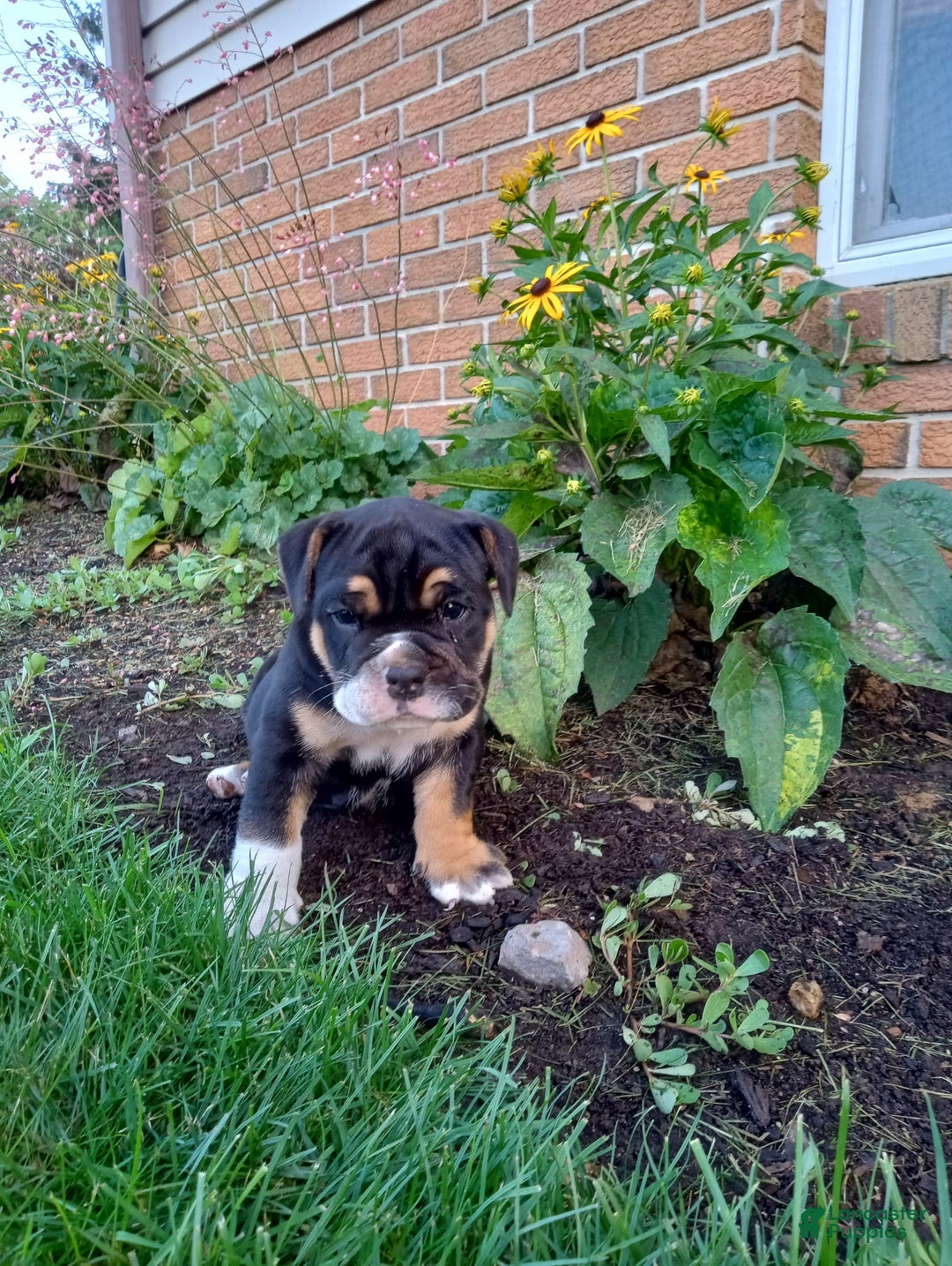 Olde English Bulldogge dogs for sale: Archer - Image 8