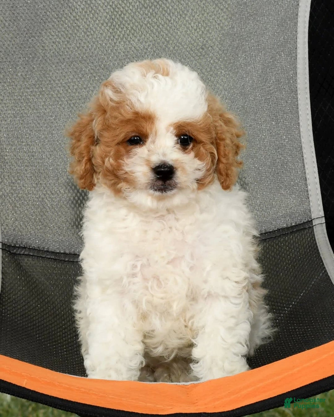 Cavapoo dogs for sale: Merf - Image 8